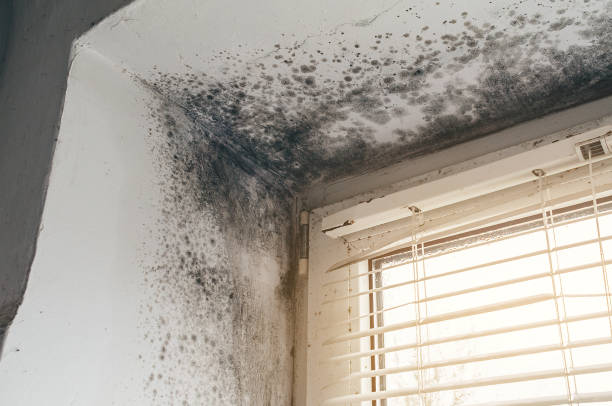 Affordable Mold Cleanup solutions in Denver, CO